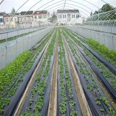 Den richtigen Mulch wählen